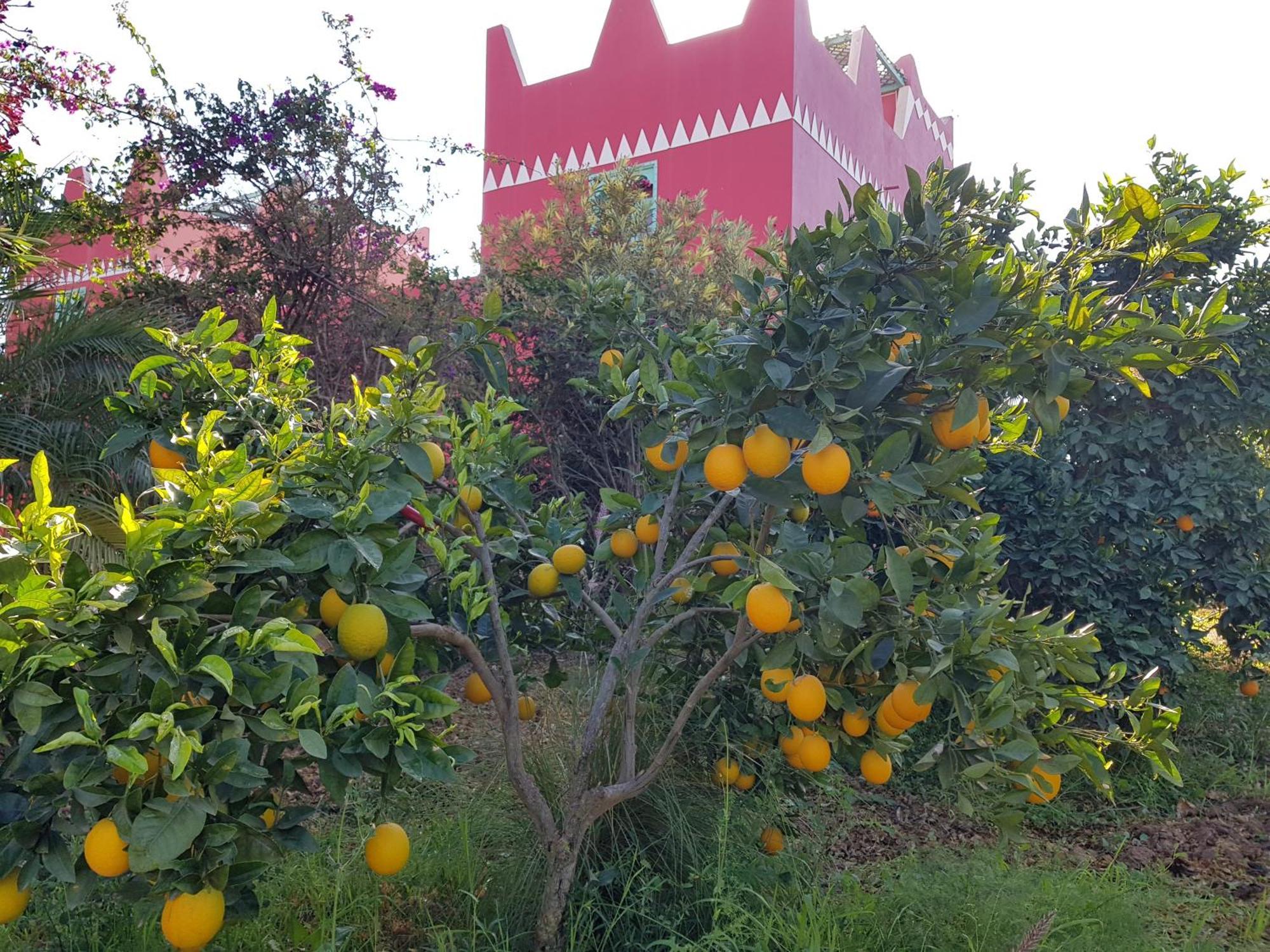 Riad-Villa Agadir-Taroudant Sidi Boumoussa Kültér fotó
